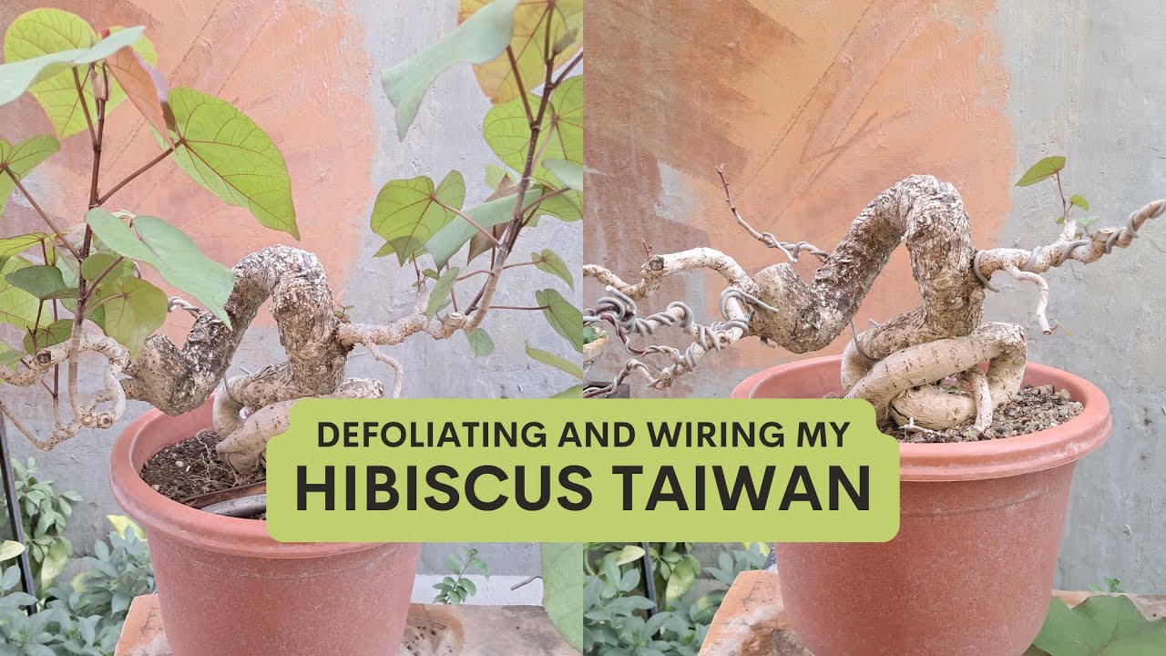 Workshop on My Hibiscus Taiwan Bonsai Material [w/ English Subtitles]