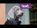 كلب موظف في متحف 