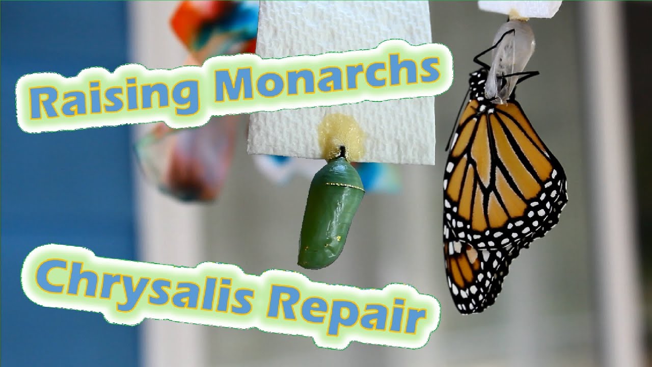 monarch chrysalis paraziták