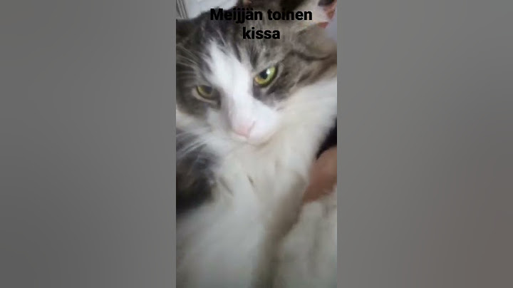meijjän toinen kissa