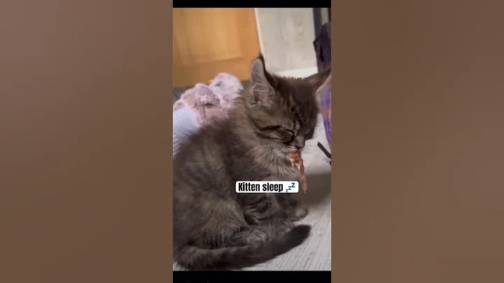 Kitten sleep #кот #cat #веселыекоты #funny #прикольныекоты #funnycats #kitten #sleep #usa #funny