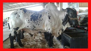 🔴 Rancho El Aleman Los Mejores Ejemplares SARDO NEGRO de Mexico ✅ (ganaderia bovina)