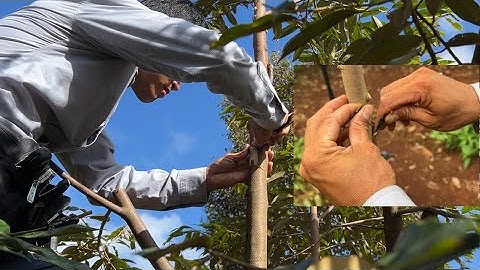 Ghép cải tạo Sầu Riêng hai tầng trái