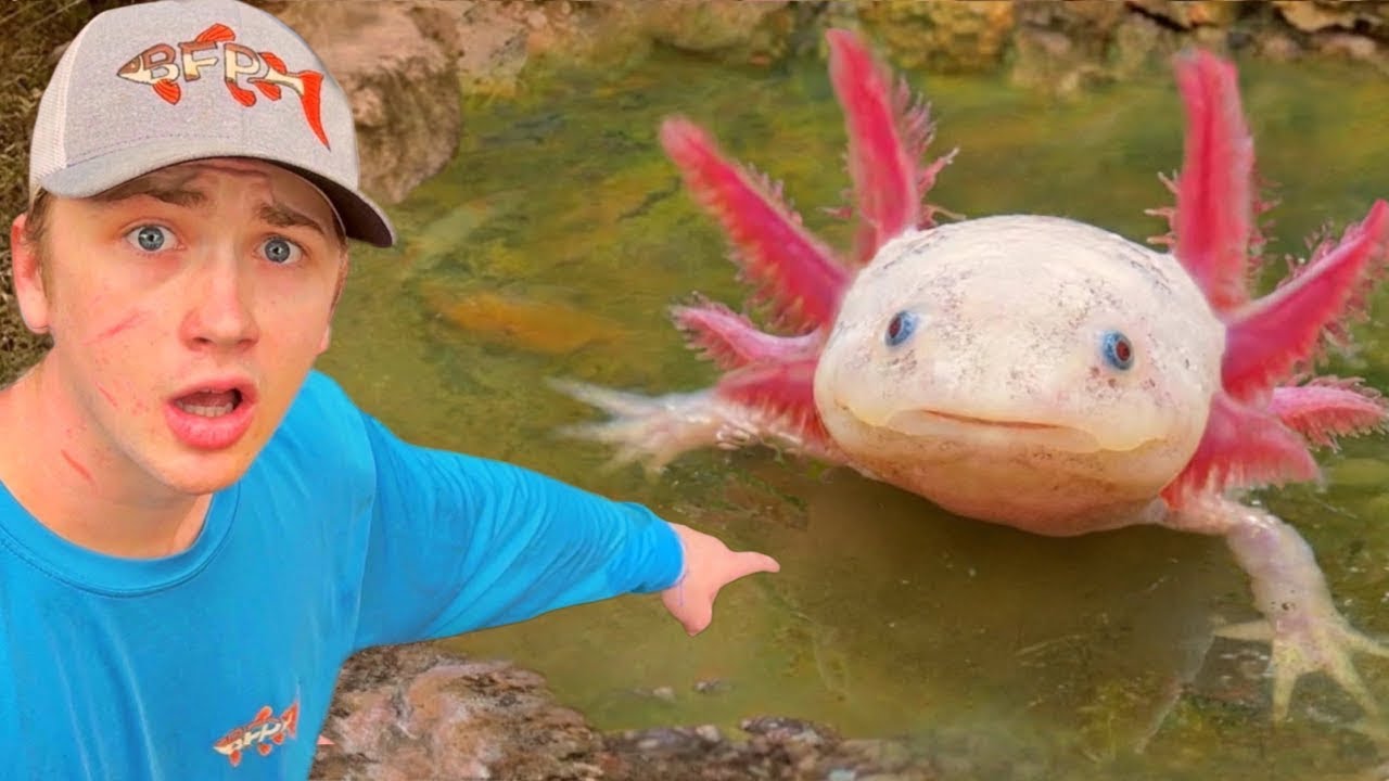 Znalazłem aksolotle w opuszczonym stawie!