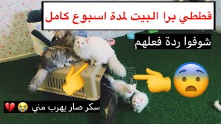 قططي لمدة اسبوع برا البيت  و سكر صار يخاف ويهرب مني  / Mohamed Vlog