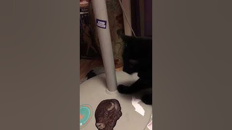 VERY LEWD Cat Pole Dancing