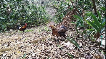 bẫy gà rừng bằng mồi mái,kích file mái bổi ko chạy, phải dùng cách khác