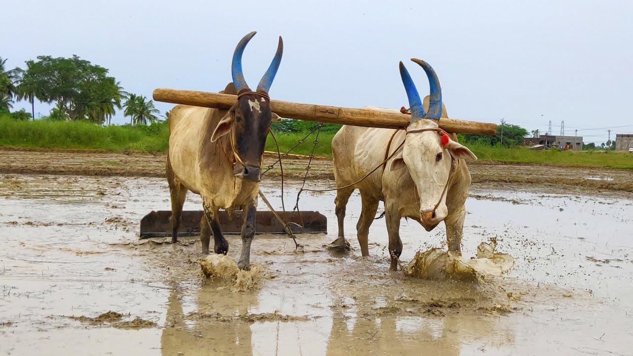 Western Bullocks Ploughing video | bullock video