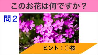 【高齢者向け】4月にまつわるクイズ。脳トレにもぴったり