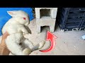 RESCUED! BABY RABBIT STUCK In CONCRETE HOLE!