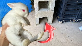 RESCUED! BABY RABBIT STUCK In CONCRETE HOLE!