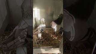 كوبلا خينيسي الله ابارك