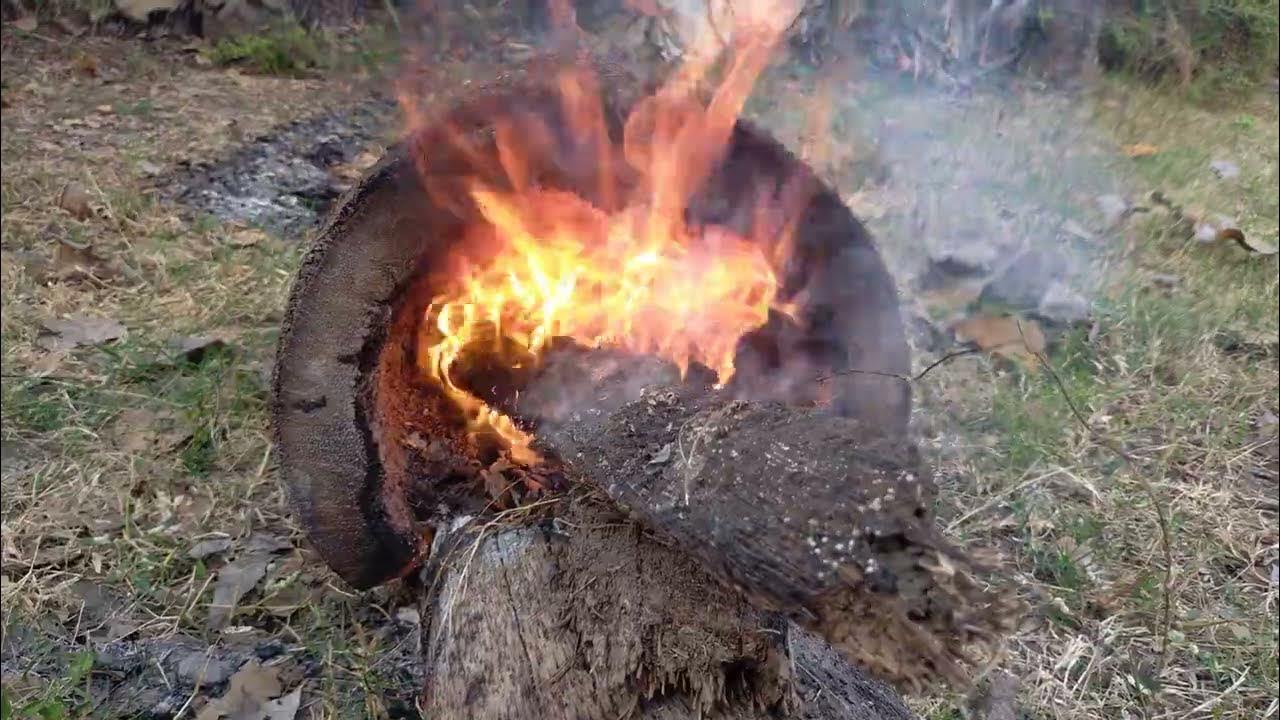 Palm tree dry wood burning Palm tree wood for firewood YouTube