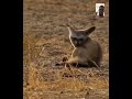 #animals #wildlife l #wildanimals #fypシ゚