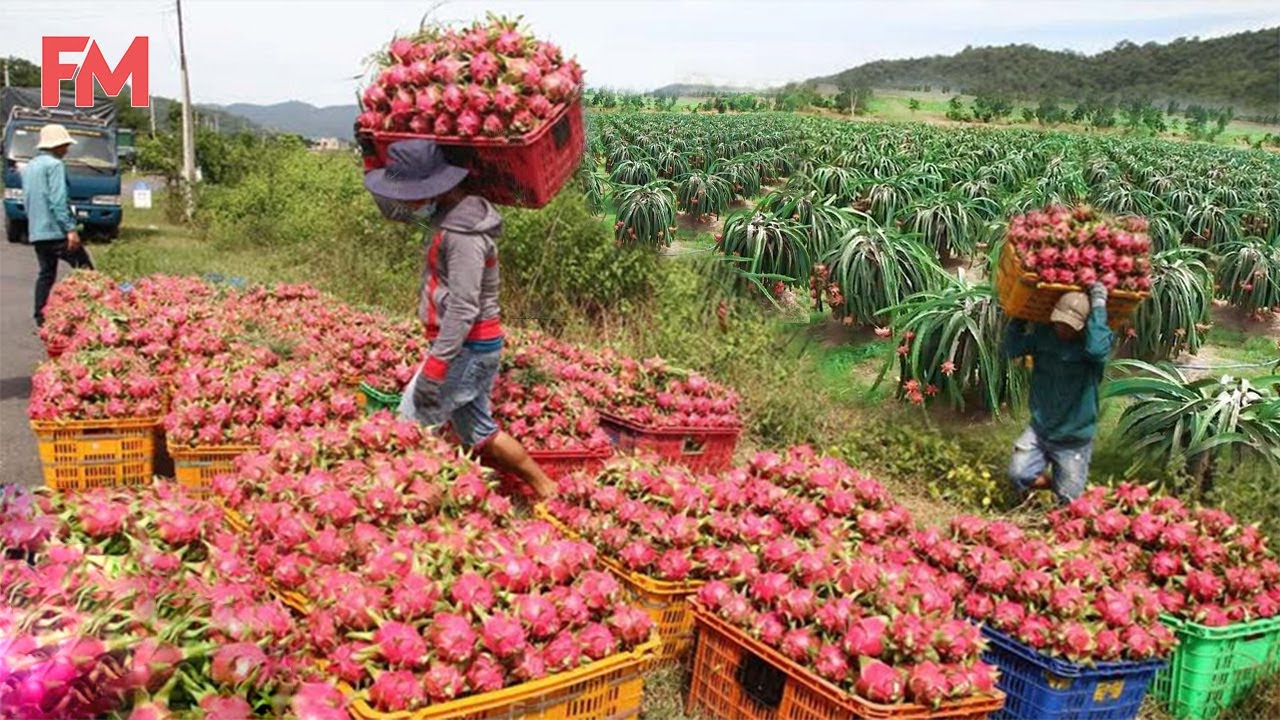 Amazing Modern Dragon Fruit Processing Factory, How To Farming Harvest Fruit & Product Process