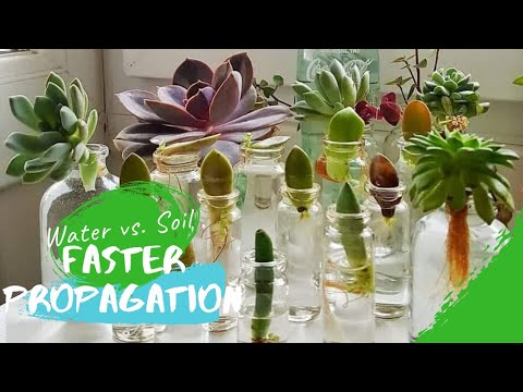 WATER propagation works FASTER than SOIL propagation for SUCCULENTS (an EXPERIMENT!)