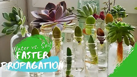 WATER propagation works FASTER than SOIL propagation for SUCCULENTS (an EXPERIMENT!) - DayDayNews