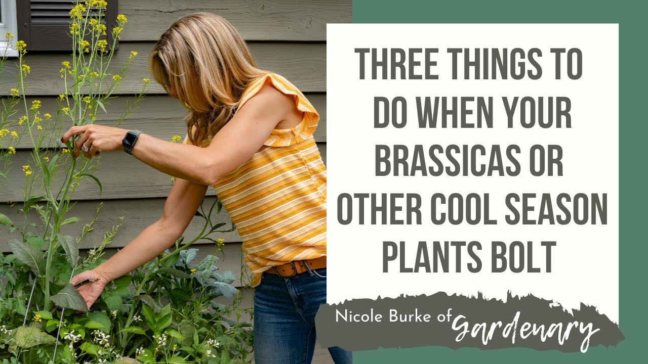 Three Things to Do When Your Brassicas or Other Cool Season Plants Bolt
