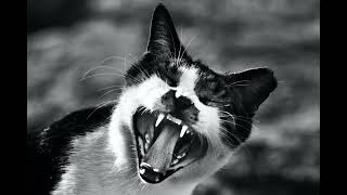 Top 5 Friendliest Cat Breeds