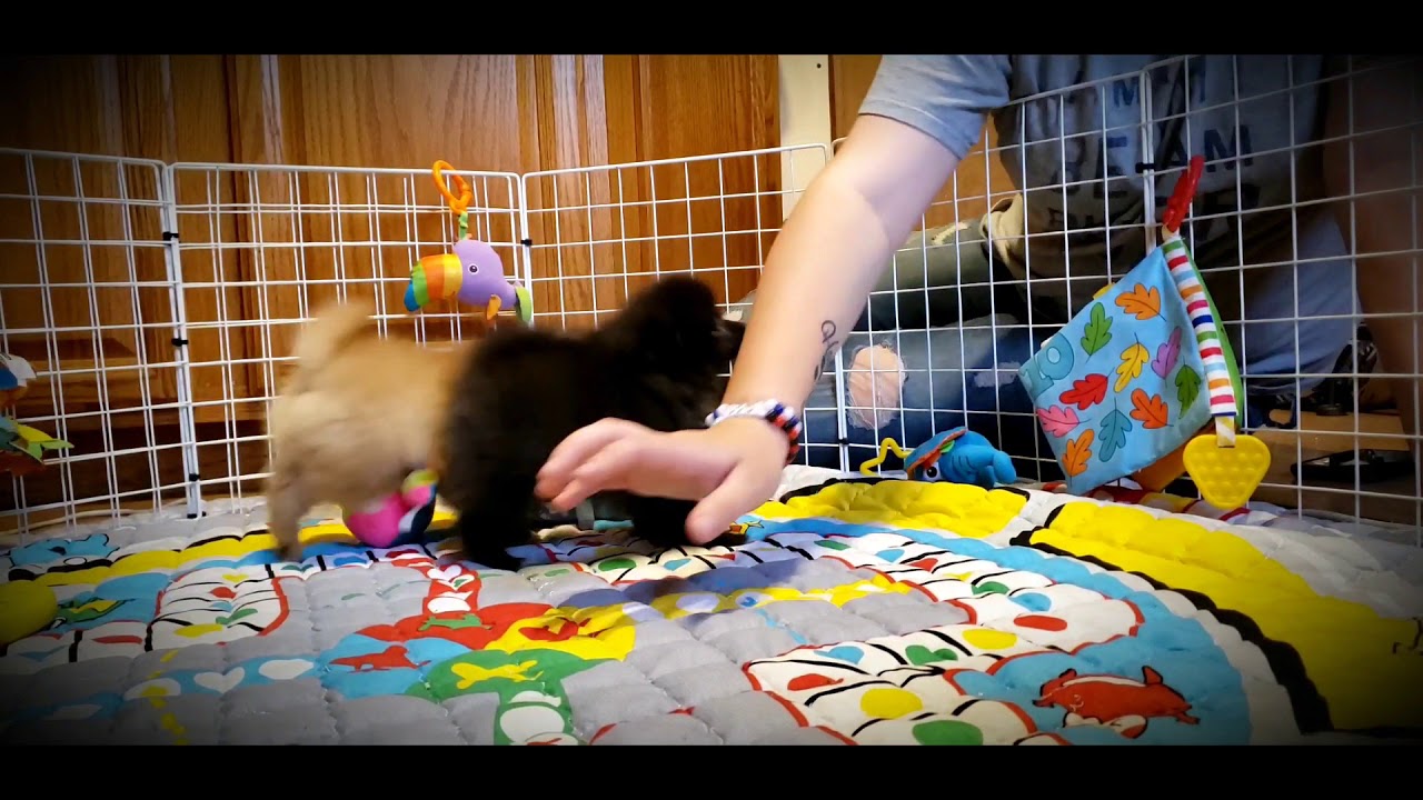 Pomeranian Puppies at play here at ToyBox Puppies in Missouri