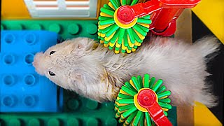 The Hamster Has Woken Up And Scratches His Sides