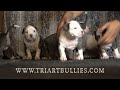 RAZORS EDGE AMERICAN BULLY PUPPIES