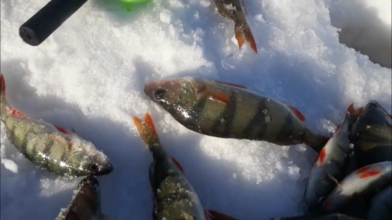 Рыбалка на спиннинг. Почему не клюет окунь. Почему не клюет окунь. Окунь. Окунь горбач зимой.