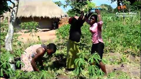 Documentary of the Cassava Weed Management Project