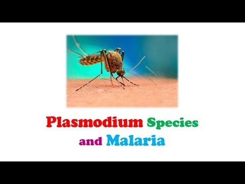 Wideo: Epidemiologia Malarii Leśnej W środkowym Wietnamie: Ukryty Zbiornik Pasożytów
