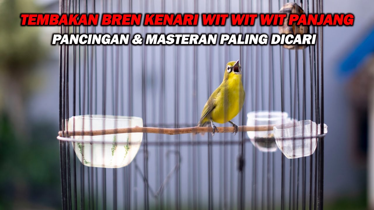 PANCINGAN PLECI NEMBAK BREN KENARI WIT WIT WIT PANJANG, MASTERAN PALING DICARI