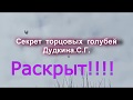 Торцовые голуби - (примороженные), в начале племенного сезона.