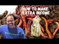 How YOU CAN START MAKING MONEY Selling Red Wiggler Worms