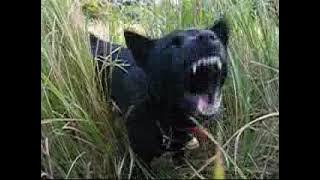 24 November 2003, Kumoi-no-Kari I search training (near Onoaida Lighthouse, Yakushima Island)