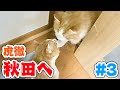 虎徹とモフ、急接近【虎徹秋田旅#3】