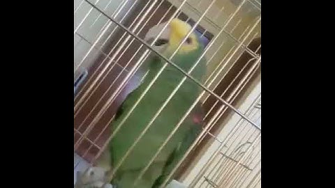 بغبغاء يقراء سورة الإخلاص