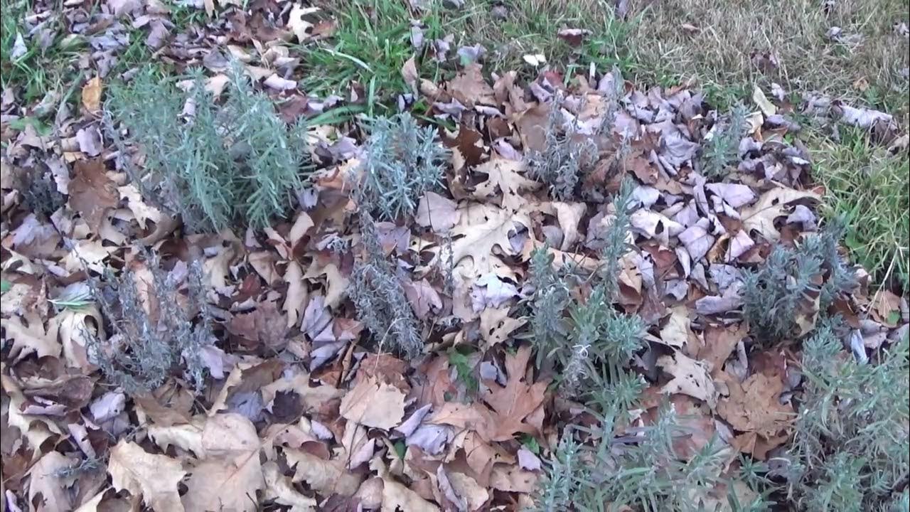 New Lavender Patch Disaster And What Went Wrong, Help My Lavender Is