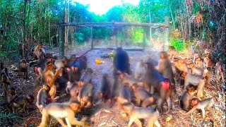 🔴The king of monkeys finally fell into a trap
