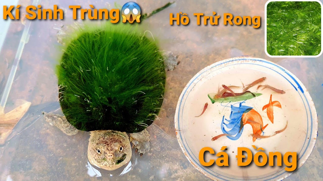 Phát Hiện Kinh Hoàng Khi Vệ Sinh Hồ,Thả Những Thành... - youtube