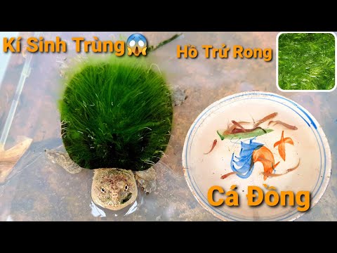 Video Phát Hiện Kinh Hoàng Khi Vệ Sinh Hồ,Thả Những Thành... - youtube