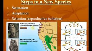 Evolution PowerPoint Video