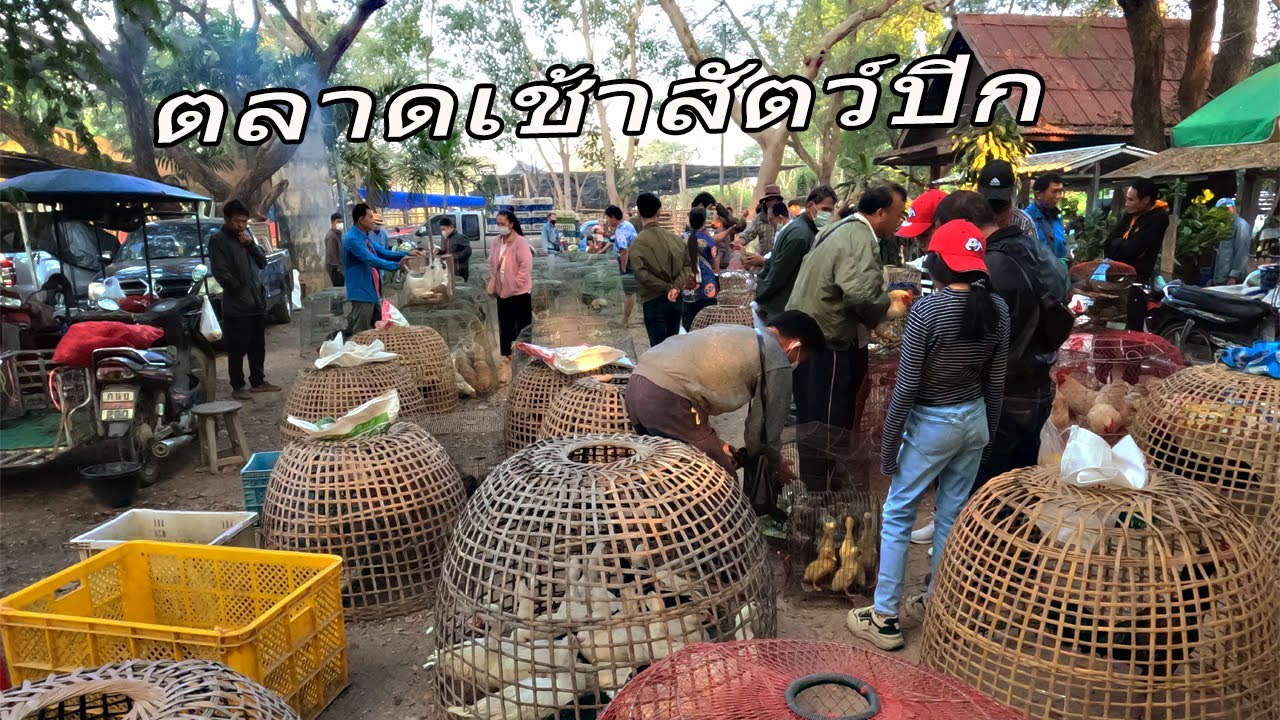 ตลาดเช้าสัตว์ปีกนานาชนิด ขายไก่ เป็ด ห่าน นก คนเลือกซื้อไม่ขาดสาย