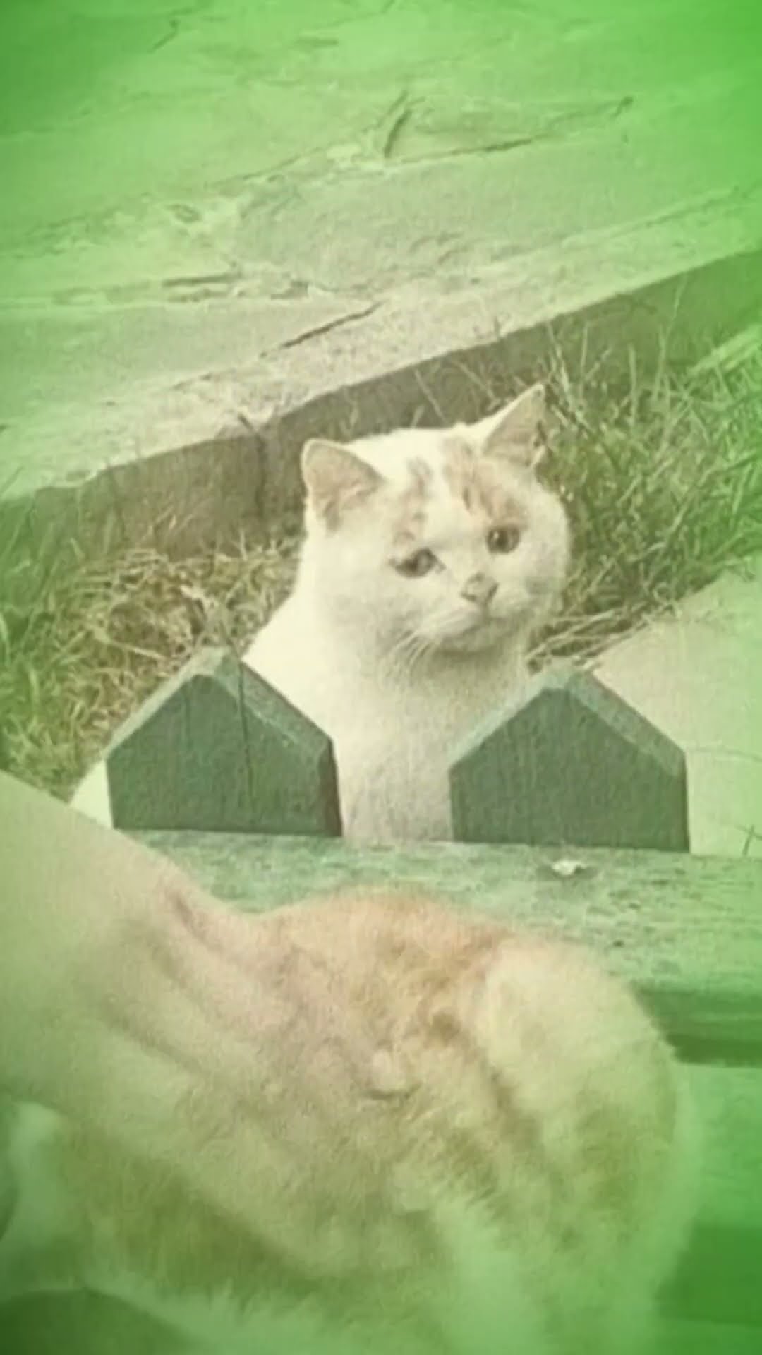 Top des vidéos très mignon