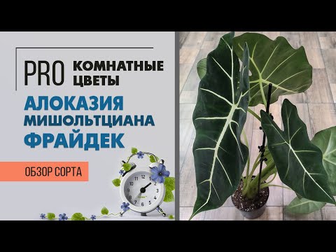 Видео: Кое е декоративно растение?