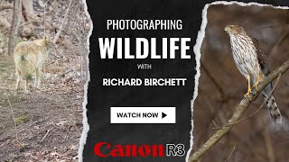 An Evening of Wildlife Photography | Coyotes & Birds of Prey | Canon R3 f-stop Protective Wraps