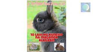 10 Best Rabbit Breeds to Keep as Pets || Mga Lahi Ng Kuneho na Pinaka-Magandang Alagaan