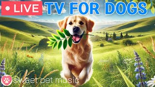 Live Stream Image