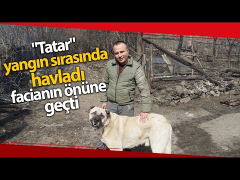 Kendilerini yangından kurtaran köpeği gözyaşları içinde sevdiler iha