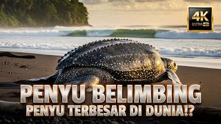 PENYU BELIMBING TERAKHIR: Fakta Mengejutkan, Ancaman Kepunahan, yang Baru Terungkap!