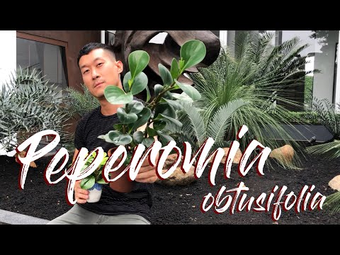 Peperomia Obtusifolia care and propagation in soil, water, and leca (with updates)