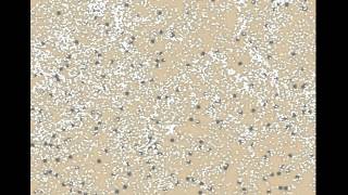 Simulation of yeast fermentation (beer making)